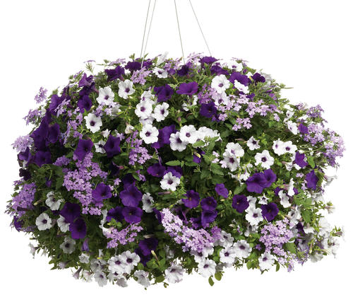 hanging planter with saucer Plant Saucer - Clear Plastic